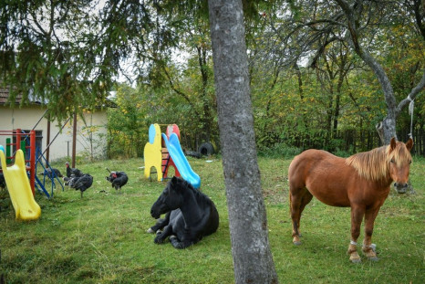 Two horses graze peacefully in the playground of a school that was closed four years ago
