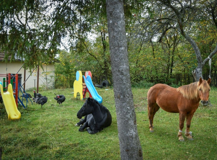 Two horses graze peacefully in the playground of a school that was closed four years ago
