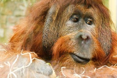 orangutan granted personhood settles in new home