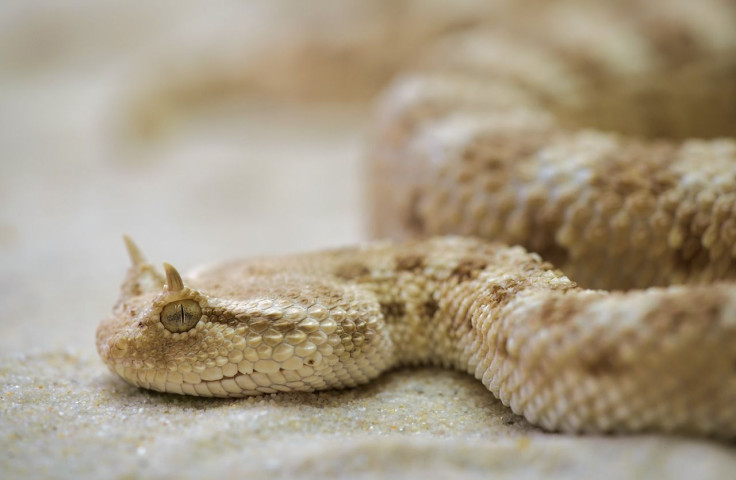 snake rare fungal disease found in snakes