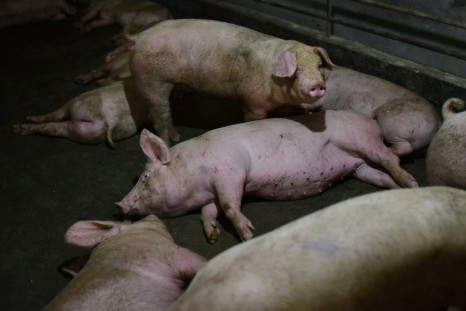 Prices of pork, the staple meat in China, have more than doubled in the past year