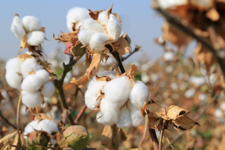 Athough the US has taken Uzbekistan off the list of countries accused of using child labour in the cotton industry, other countries are still unconvinced that it has ended there