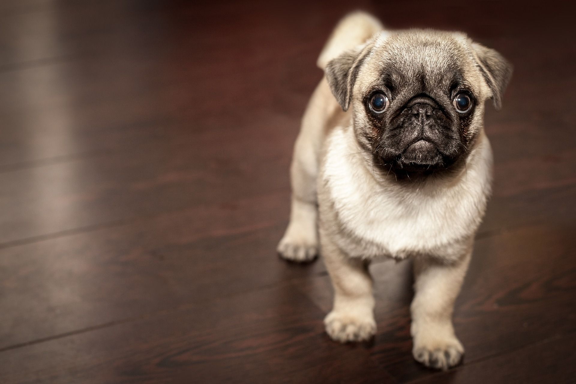 what wood is bad for dogs