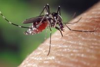 zika virus carried by aedes aegypti