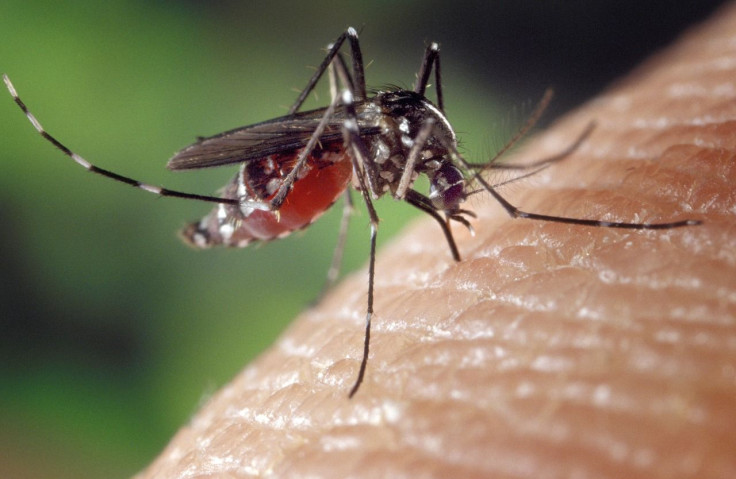 zika virus carried by aedes aegypti