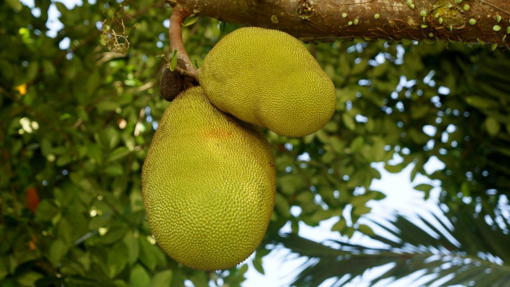 eat jackfruit to lower blood sugar for type 2 diabetes