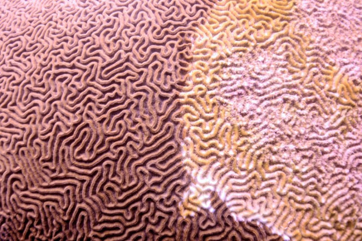 A coral off Mexico's Quintana Roo State, affected by a disease known as white syndrome