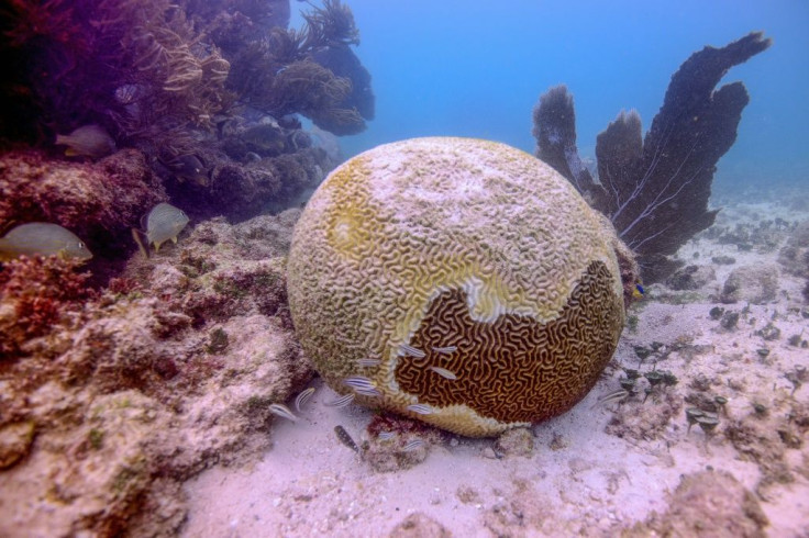 In a little over a year, the Mexican Caribbean has lost more than 30 percent of its corals to a little-understood illness called tony coral tissue loss disease, which causes them to calcify and die