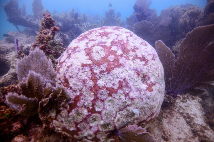 A coral off-Mexico's Quintana Roo State, affected by a disease known as white syndrome, which is different from coral bleaching, and more deadly