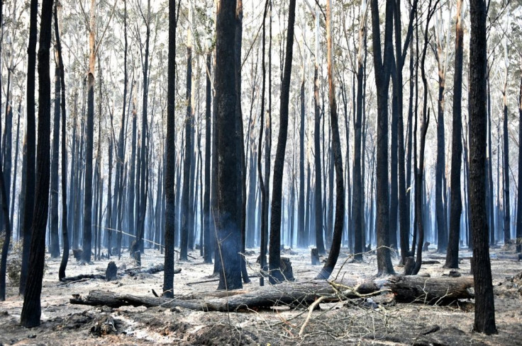 A vast area of New South Wales has already been burned by the fires