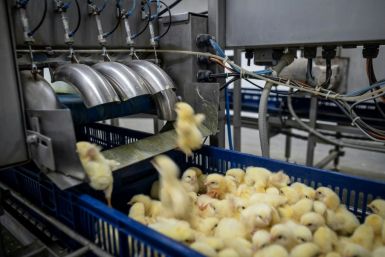 Poland is Europe's top chicken producer and exporter