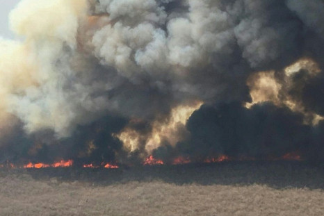 Weeks of fires this year ravaged more than four million hectares of forest and grassland