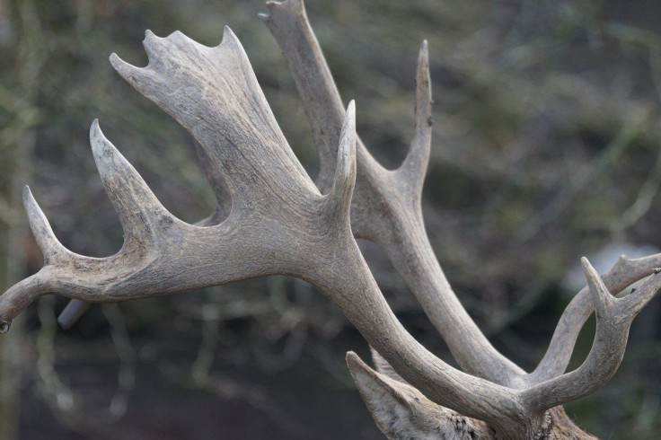 antler-1207549_1280