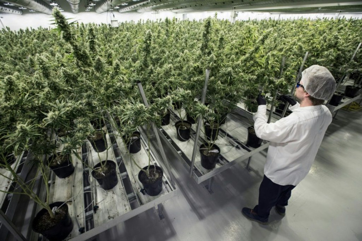 Canopy Growth employee trims plants at its growing facility in Smith Falls, Ontario.