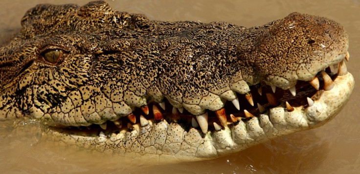 Saltwater crocodiles, common in northern Australia, can grow up to seven metres long and weigh more than a tonne