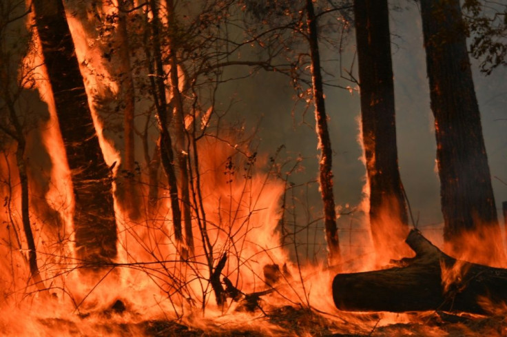 Devastating bushfires have razed more than a million hectares along Australia's seaboard
