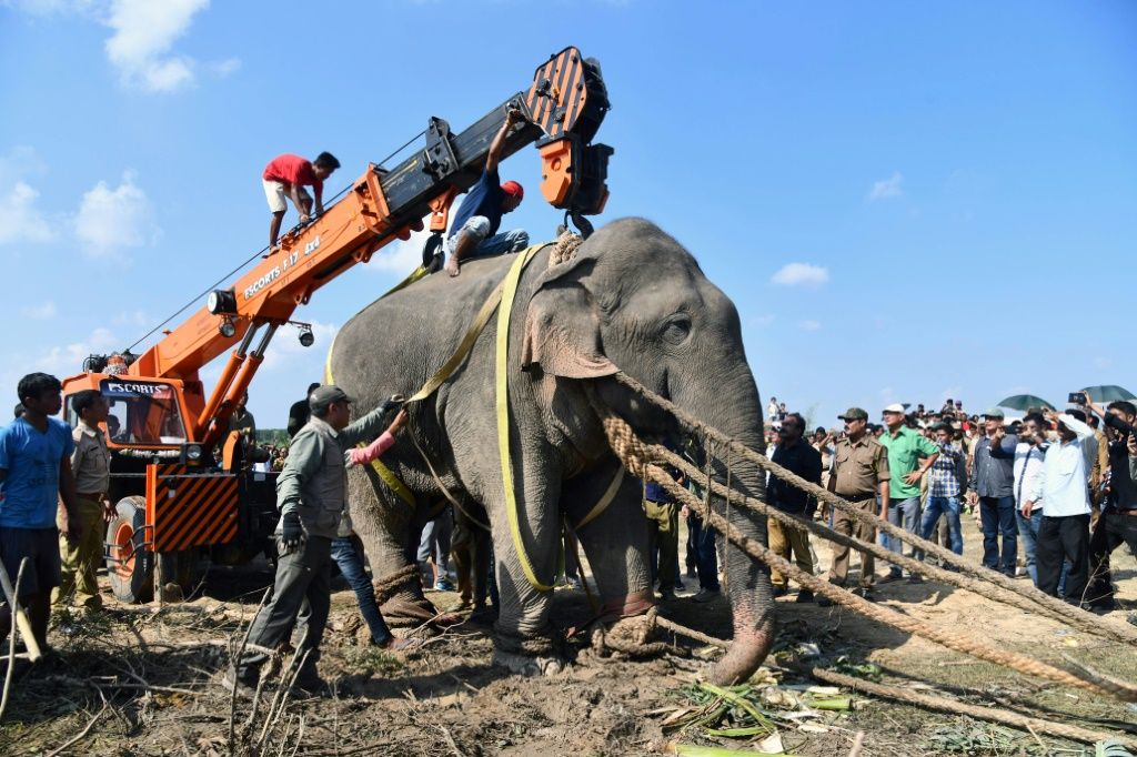 Rogue Elephant Dies In Captivity After Killing Villagers | IBTimes