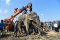The elephant was tracked for days by forestry officers and tranquilised after a deadly rampage killed five villagers
