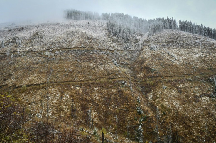 Romania's woodlands are home to some of the last virgin forests in Europe and diverse wildlife species