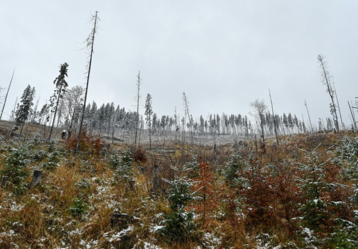 In the Fagaras mountains, hundreds of hectares of forests were cut between 2008 and 2012
