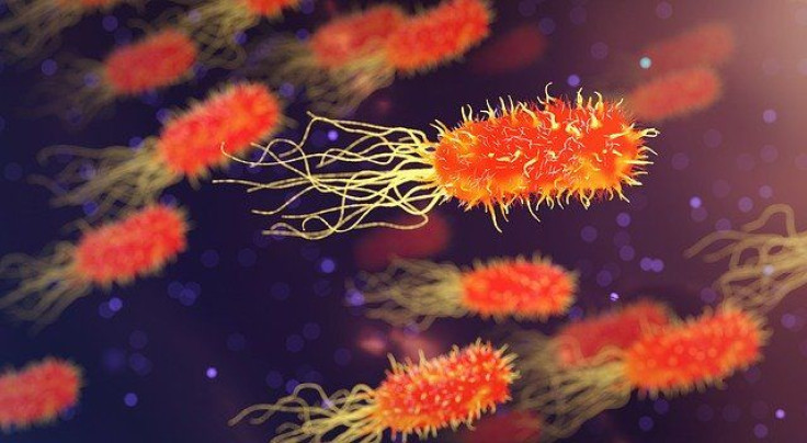 bacteria superbugs antibiotic resistance
