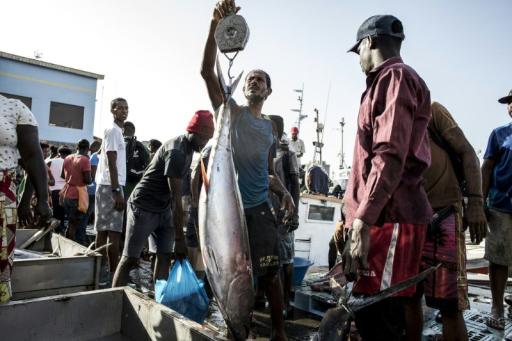 More than 50 fishing nations meet this week in Majorca to try and agree quotas for the under-pressure bigeye tuna