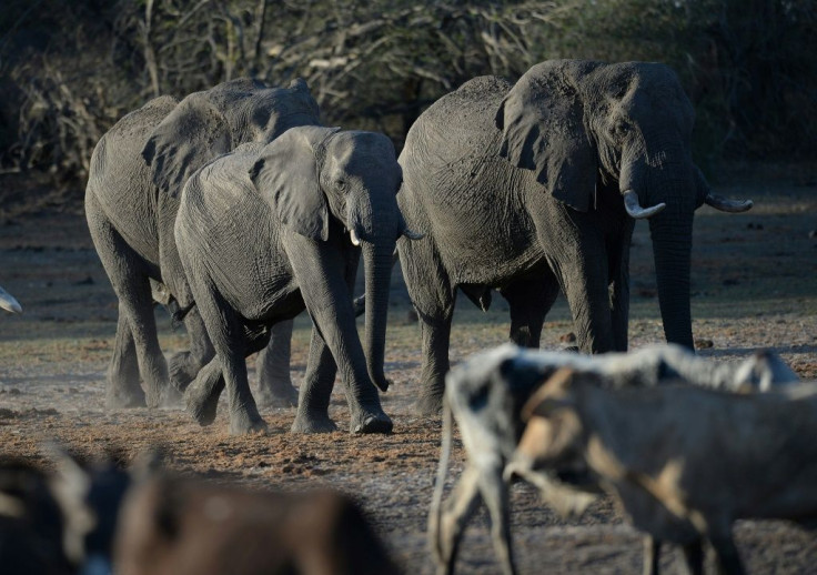 Botswana has fended off criticism of lifting a hunting ban, saying it would not threaten the elephant population