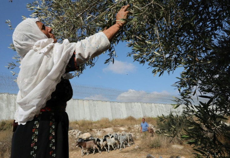 A Palestinian woman collects olives during harvest in a field adjacent to Israel's controversial separation barrier in the village of Dura, near Hebron