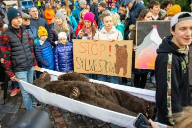 A fake bear on a stretcher during a protest against a New Year's event that some fear will wake hibernating bears