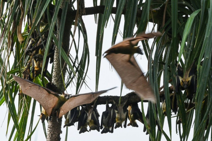 Noise should be treated as a "major global pollutant," a new study says, citing its impact on animals such as bats who rely on sonar to find their insect prey