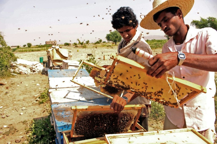 Beekeepers at work producing 'Yemen's gold' in Hajjah province