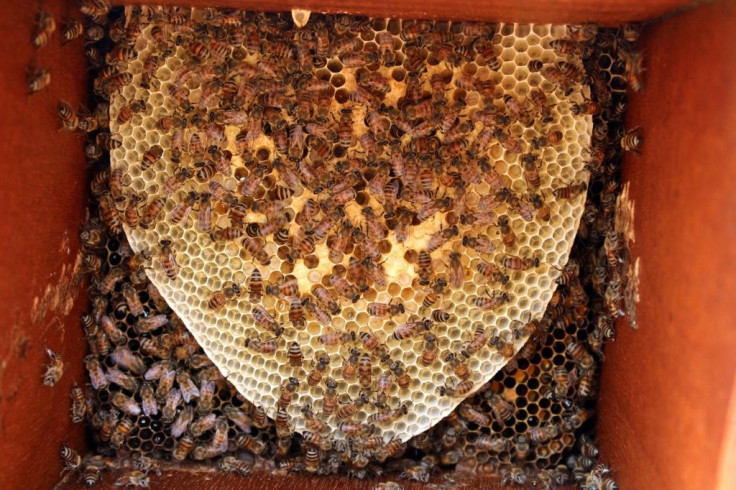 Yemen's Sidr honey is referred to informally as 'Middle Eastern manuka'