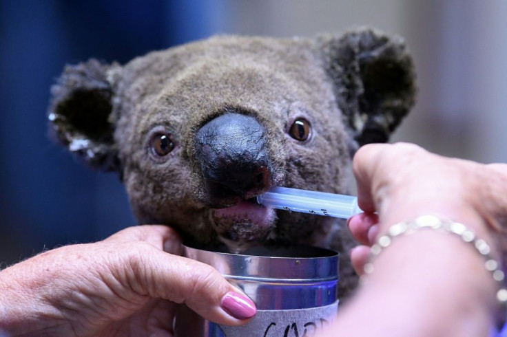 The Port Macquarie Koala Hospital near Sydney has raised more than Aus$1 million on GoFundMe to help bushfire-hit koalas