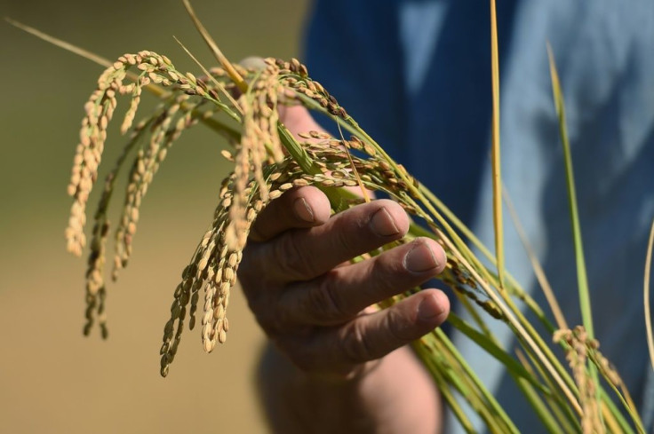 Two French companies already produce sake domestically and French rice-growers have also banked on the drink