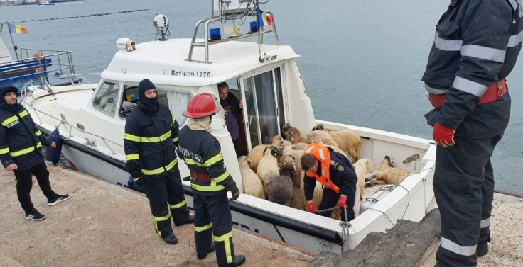 So far only 32 sheep have been rescued after the Queen Hind capsized on Sunday off the Romanian coast