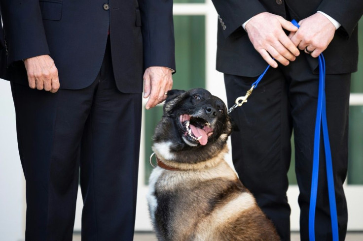 Conan the dog was injured during the raid on Islamic State leader Abu Bakr al-Baghdadi, but appears to have made a full recovery