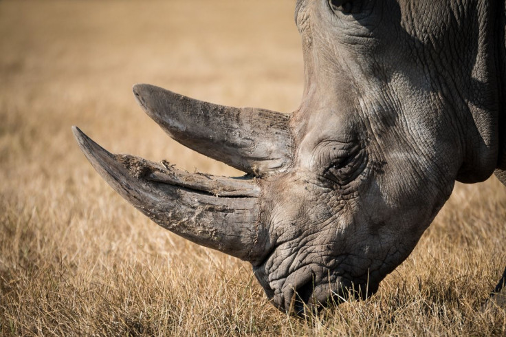 rhinoceros - sumatran rhino dies officially extinct