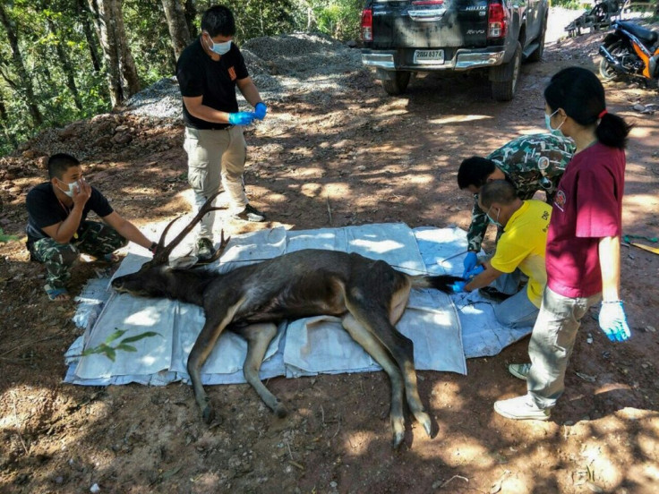 Officials said the 10-year-old deer was found dead in a national park in Nan province, around 630 kms (390 miles) north of capital Bangkok