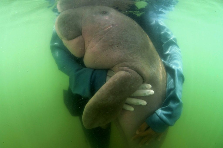 The discovery of the deer comes months after a sick baby dugong won hearts in Thailand as she fought for recovery, only to pass away from an infection exacerbated by plastic bits lining her stomach