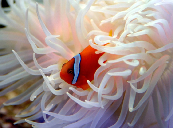 Clown fish face an uncertain future as they lack the reproductive genetic variation to cope changes in their environment driven by climate change