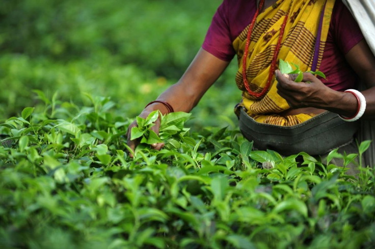 The Geneva Act covers a wide array of products that are closely linked to their place of origin, like Darjeeling tea, being picked here in June 2011