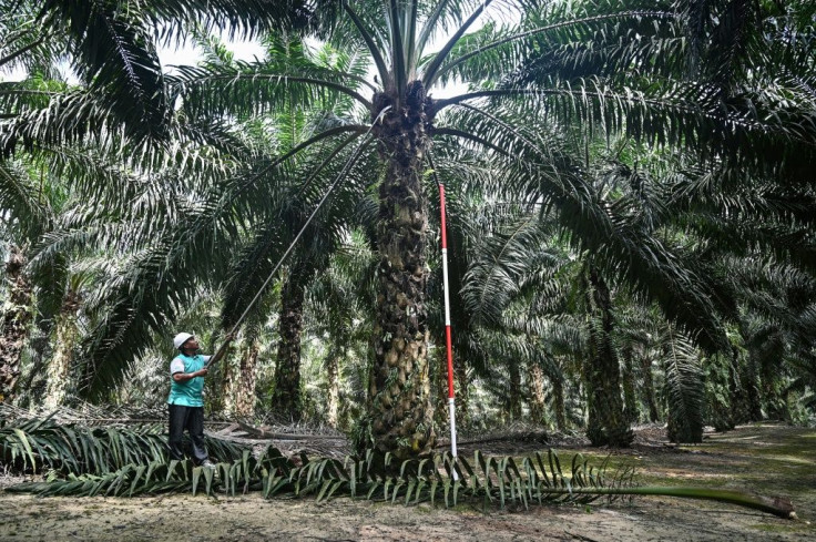 The world's most widely used vegetable oil is found in everything from biscuits to make-up