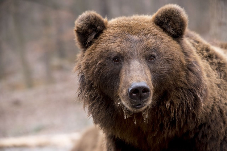 bear hibernation treat obesity