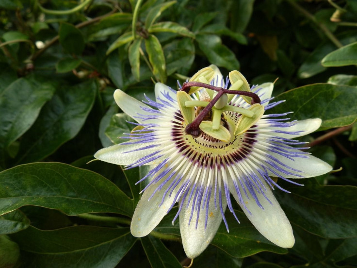 how to get a good night's rest passionflower tea
