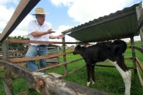 Farmer Jose Gabriel Roca shows a calf at his dairy farm El Naranjal, Santa Cruz on November 21