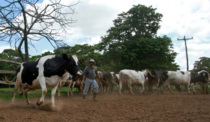 A worker at the dairy farm of Jose Gabriel Roca herds a cow to the milking station on November 21