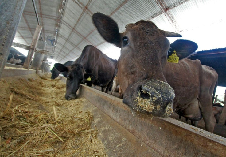 Cows eat at Jose Gabriel Roca's farm in Santa Cruz, where the region's milk sector helped lead the country's post-election protests