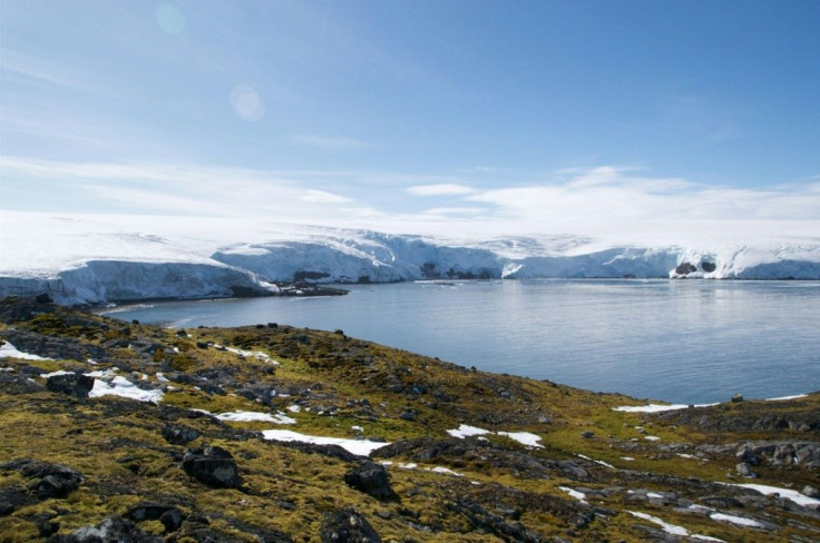 Lichens in Collins Bay on the Antarctic Peninsular in February 2018