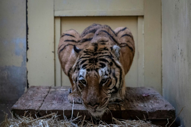 Gogh, a male tiger, is seen in his temporary enclosure at the zoo in Poznan, Poland, on November 6