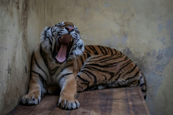 Softi, a female tiger, was among ten emaciated and dehydrated big cats found in the back of a truck en route from Italy to Russia's Dagestan Republic
